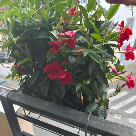 Cocon Douillet Résidence Calme * Pau