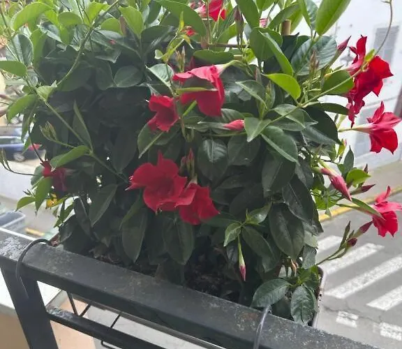 Cocon Douillet Calme * Pau